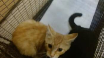 Domestic Short Hair Cats Available for Adoption in Doral, Florida - SPENCER | PetCurious