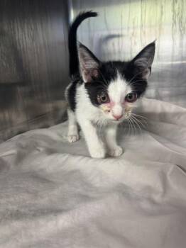 Domestic Short Hair Cats Available for Adoption in Grand Prairie, Texas - WHISPER | PetCurious