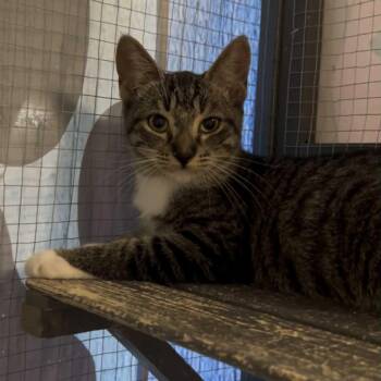 Rescue Tabby and Domestic Short Hair Cats for Adoption in Antioch, California - Dragonfly | PetCurious