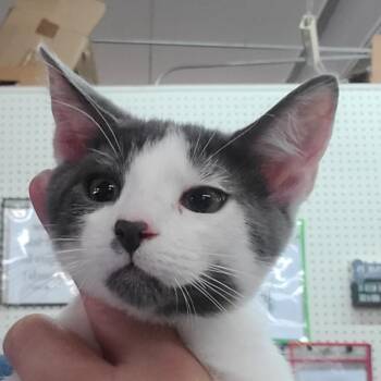 Rescue Domestic Short Hair Cats for Adoption in Hemet, California - Mello | PetCurious