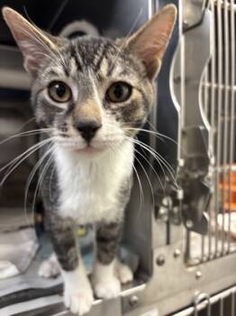 Rescue Domestic Short Hair Cats for Adoption in Morristown, New Jersey - Clown | PetCurious
