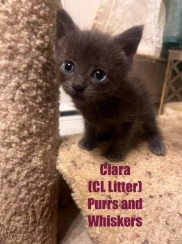 Clara -  Domestic Short Hair Cat for Adoption in New Hartford, New York - Clara | PetCurious