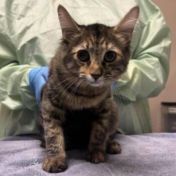 Aetna -  Domestic Medium Hair Cat for Adoption in Tempe, Arizona - Aetna | PetCurious