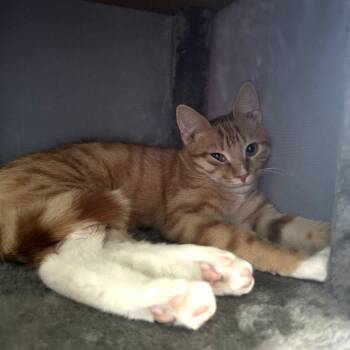 Jax -  Domestic Short Hair Cat for Adoption in Winston-salem, North Carolina - Jax | PetCurious