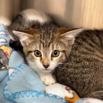 Domestic Short Hair Cats Available for Adoption - Tater | PetCurious