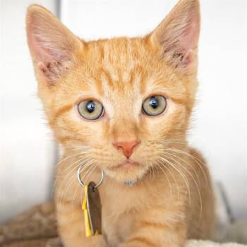 MANGO -  Domestic Short Hair Cat for Adoption in St. Louis, Missouri - MANGO | PetCurious