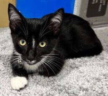 Dot -  Domestic Short Hair Cat for Adoption in Burnaby, British Columbia - Dot | PetCurious
