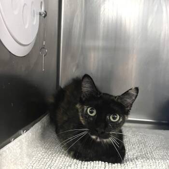 Margarita -  Domestic Short Hair Cat for Adoption in Idaho Falls, Idaho - Margarita | PetCurious