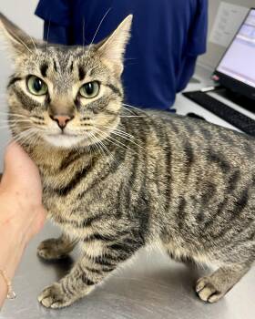 Rescue Tabby Cats for Adoption in Hamilton, Ontario - Mousse | PetCurious