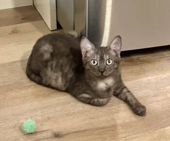 Rescue Domestic Short Hair Cats for Adoption in West Palm Beach, Florida - Selina | PetCurious