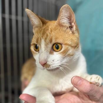 Domestic Short Hair Cats Available for Adoption - Maybelle (Mom) | PetCurious