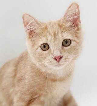 Whinee is a creamsicle dream- Rare BUFF fluff -  Maine Coon and Tabby Cat for Adoption in Bedford Hills, New York - Whinee Is A Creamsicle Dream- Rare BUFF Fluff | PetCurious