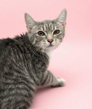 Domestic Short Hair Cats Available for Adoption - Maxine~ Shy But Sweet! | PetCurious