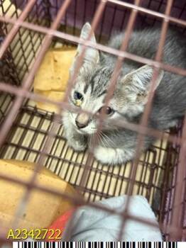 NOODLES -  Domestic Short Hair Cat for Adoption in West Palm Beach, Florida - NOODLES | PetCurious