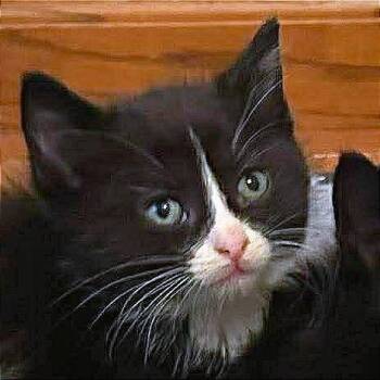 Tiger -  Domestic Short Hair Cat for Adoption in Hannibal, Missouri - Tiger | PetCurious