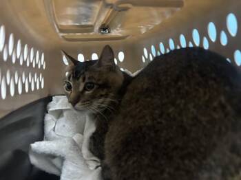 Domestic Short Hair Cats Available for Adoption in Rowlett, Texas - CHARLEY | PetCurious