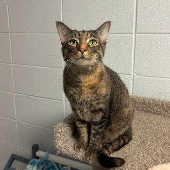 Domestic Short Hair Cats Available for Adoption - Fantasia | PetCurious