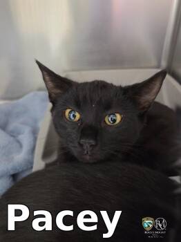 Pacey -  Domestic Short Hair Cat Available for Adoption in Rocky Mount, North Carolina - Pacey | PetCurious