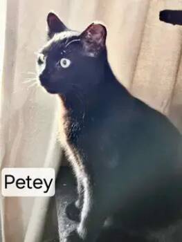 Domestic Short Hair Cats Available for Adoption - Petey | PetCurious