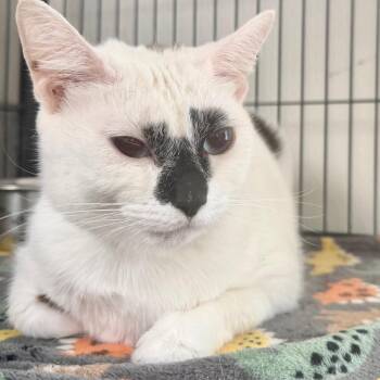 Dottie -  Domestic Short Hair Cat for Adoption in Birmingham, Alabama - Dottie | PetCurious