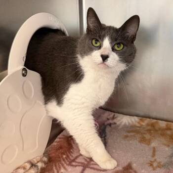 Melissa -  Domestic Short Hair Cat for Adoption in Martinsville, Virginia - Melissa | PetCurious