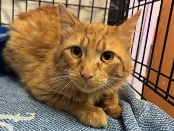 YORRICH -  Domestic Long Hair Cat for Adoption in Ames, Iowa - YORRICH | PetCurious
