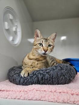 Georgie -  Domestic Short Hair Cat for Adoption in Corpus Christi, Texas - Georgie | PetCurious