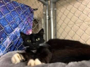 Hannah -  Domestic Short Hair Cat for Adoption in Gainesville, Florida - Hannah | PetCurious