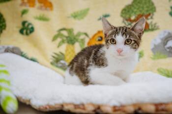 James -  Tabby Cat for Adoption in Newberg, Oregon - James | PetCurious
