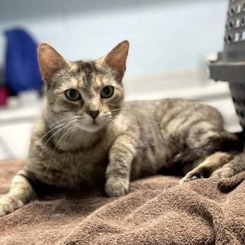 Whitney -  Domestic Short Hair Cat for Adoption in Riverside, California - Whitney | PetCurious