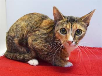 Rescue Domestic Short Hair Cats for Adoption in Sacramento, California - SASHA | PetCurious