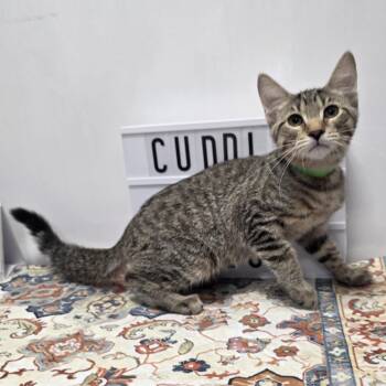 Phil -  American Shorthair Cat for Adoption in Fort Wayne, Indiana - Phil | PetCurious