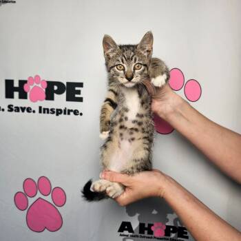 Rescue American Shorthair Cats for Adoption in Milton, Florida - Pong | PetCurious