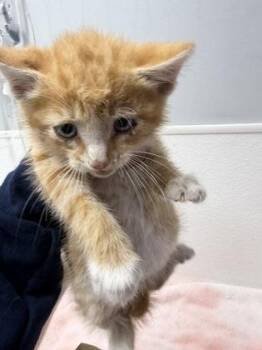 Domestic Short Hair Cats Available for Adoption in West Chester, Pennsylvania - Cornflake | PetCurious