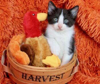 Butch Cassidy -  Tuxedo Cat for Adoption in St. Augustine, Florida - Butch Cassidy | PetCurious