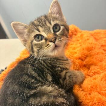 Spice -  Domestic Short Hair Cat for Adoption in Oak Park, Illinois - Spice | PetCurious