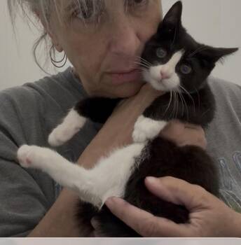 Summers -  Domestic Short Hair and Tuxedo Cat for Adoption in Roslyn Heights, New York - Summers | PetCurious