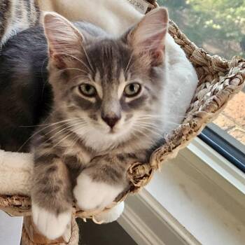 Rainier -  Domestic Short Hair Cat for Adoption in Richmond, Virginia - Rainier | PetCurious