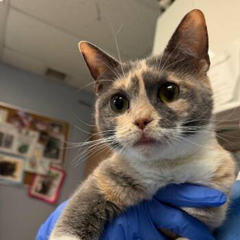 Krimpet -  Domestic Short Hair Cat for Adoption - Krimpet | PetCurious