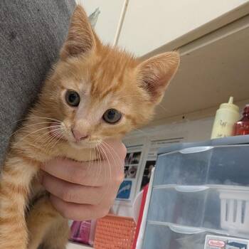 Domestic Short Hair Cats Available for Adoption in Ardmore, Oklahoma - Bing | PetCurious