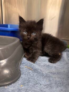 Rescue Domestic Medium Hair Cats for Adoption in Danielsville, Georgia - Flint | PetCurious