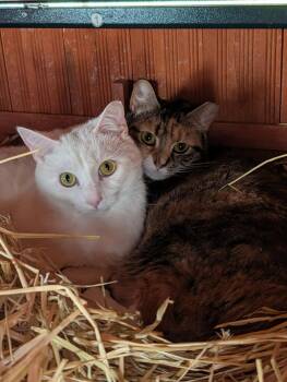 Domestic Short Hair Cats Available for Adoption - Larry & Curly: BARN CATS | PetCurious