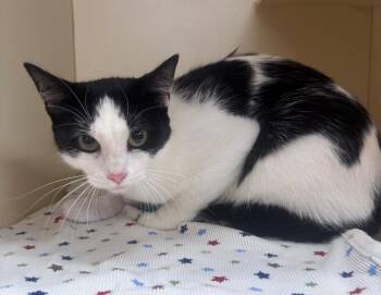 FIONA -  Domestic Short Hair Cat for Adoption in Hastings, Michigan - FIONA | PetCurious