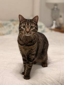 Gurt -  Domestic Short Hair Cat Available for Adoption in Pompano Beach, Florida - Gurt | PetCurious