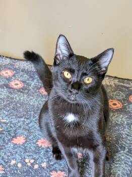 Kennedy -  Domestic Short Hair Cat for Adoption in Burlington, Vermont - Kennedy | PetCurious