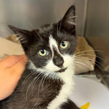 Ralph -  Domestic Short Hair Cat for Adoption in Newark, New Jersey - Ralph | PetCurious