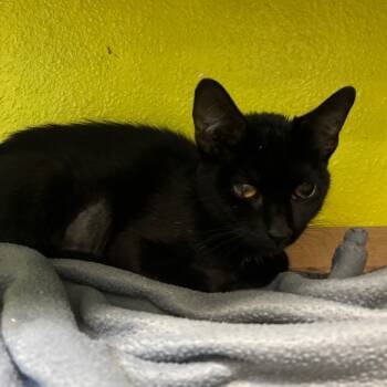 Rescue Domestic Short Hair Cats for Adoption in Fresno, California - Barbeque Squirrel | PetCurious