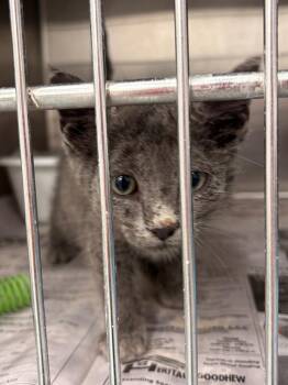 Breadstick -  Domestic Short Hair Cat for Adoption in Portland, Indiana - Breadstick | PetCurious