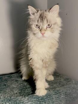 Marvelous Meeka -  Siberian Cat for Adoption in Woodbridge, Virginia - Marvelous Meeka | PetCurious