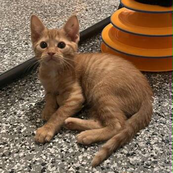 Domestic Short Hair Cats Available for Adoption in Candler, North Carolina - Lychee | PetCurious